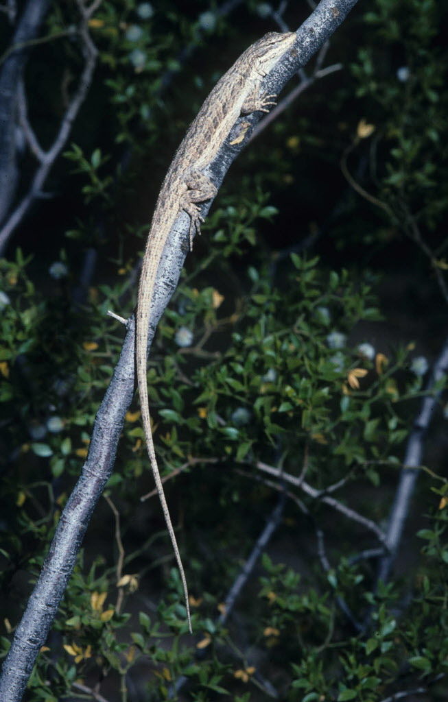 Lizard